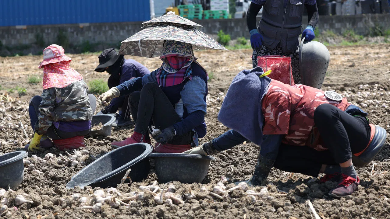 Gia hạn thời gian lưu trú lao động thời vụ nước ngoài: Bộ Nông nghiệp muốn kéo dài, Bộ Tư pháp giữ nguyên quy định