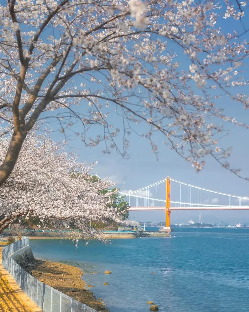 Namhae: Cung đường mùa xuân nơi biển xanh, anh đào hồng và hoa cải vàng hội ngộ 🌸