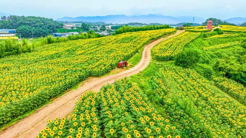 Lễ hội hoa hướng dương Haman 2026: Cánh đồng 42.500㎡ phủ vàng rực báo hiệu mùa hè Hàn Quốc