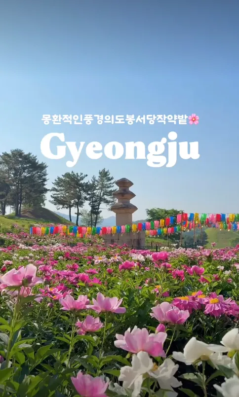 [Mùa hoa Hàn Quốc tháng 5] Dobong Seodang Gyeongju – Nét duyên dáng của hoa mẫu đơn thảo bên mái nhà Hanok cổ kính