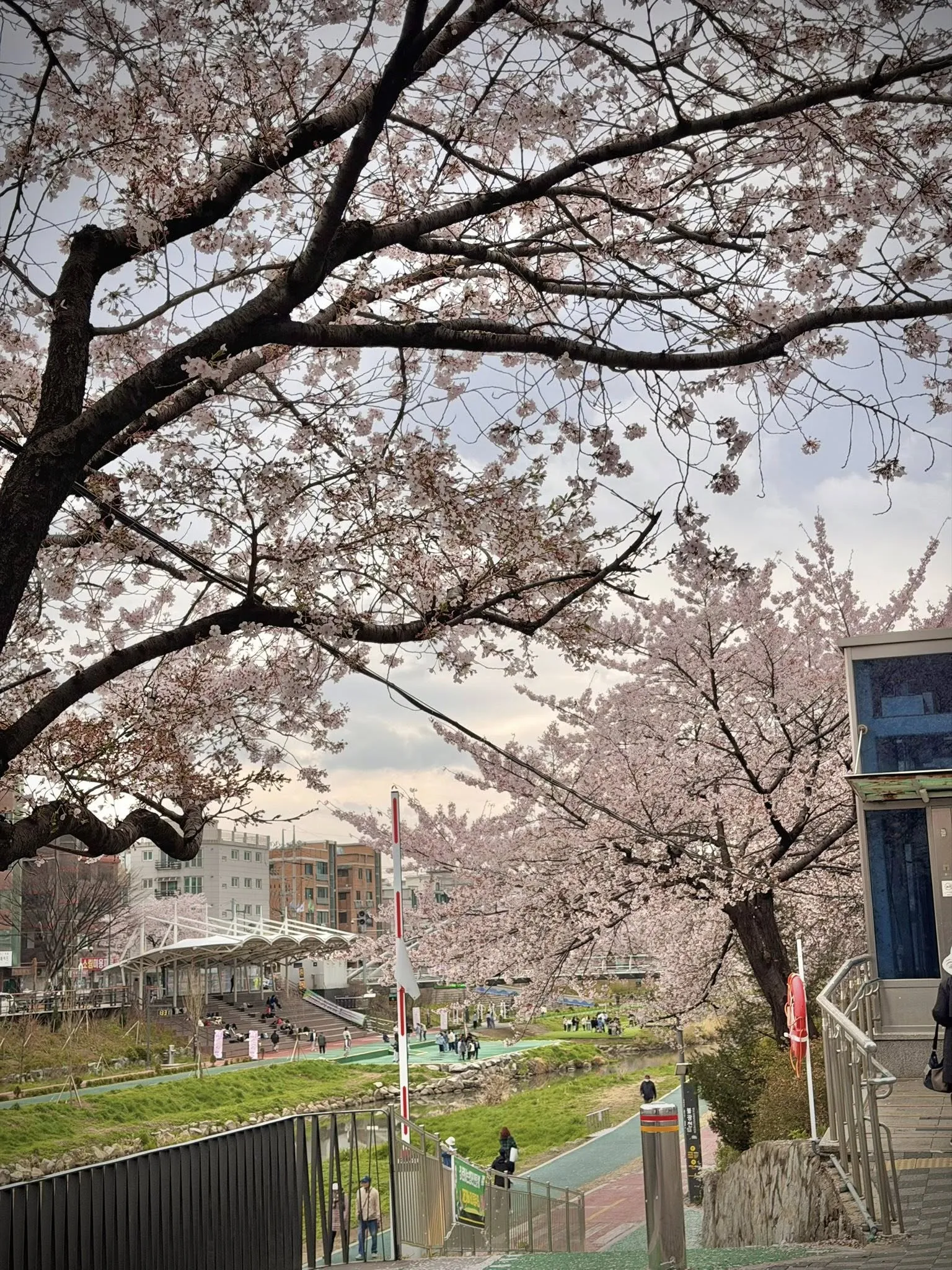 Hoa anh đào ở ga Jeungsan - góc khuất anh đào bình yên giữa lòng Seoul nhộn nhịp ven suối Bulkwangcheon