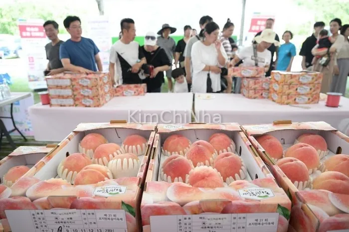 Tháng 7 này, đừng bỏ lỡ Lễ hội đào Jochiwon Sejong [MIỄN PHÍ]