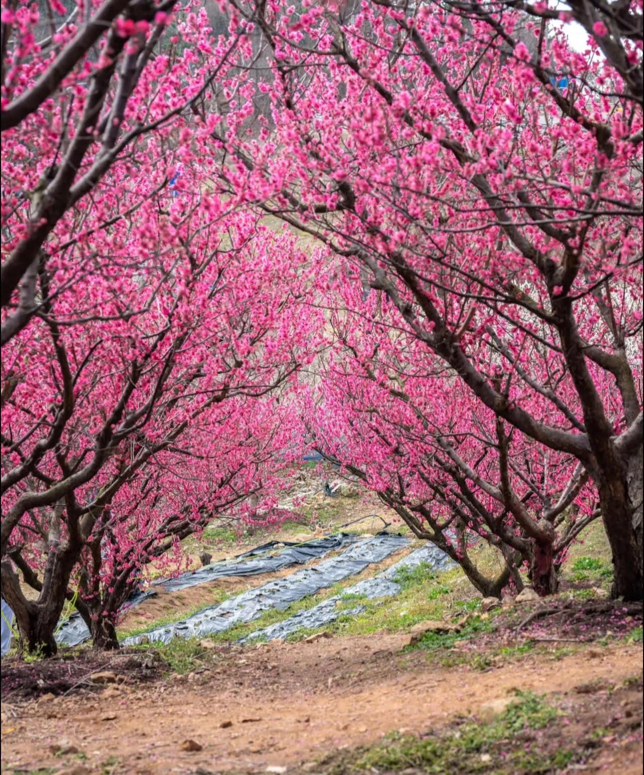 Vườn Hoa Mơ Gijang: Chạm vào mùa xuân sớm nhất Busan 🌸