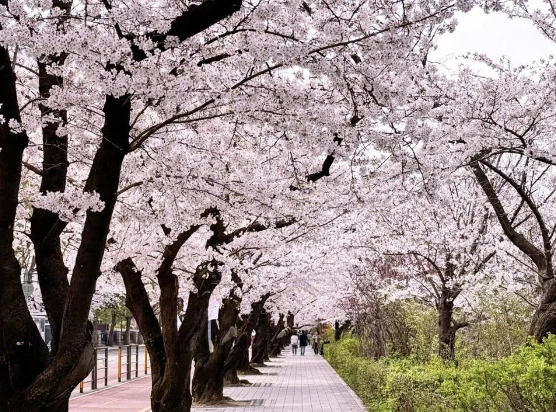 Lễ hội hoa anh đào Yeouido 2026 - Điểm hẹn rực rỡ nhất bên bờ sông Hàn