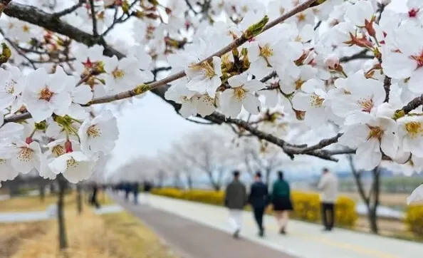 Muốn ngắm hoa anh đào ở Hàn Quốc, đừng chỉ xem lịch: Vì sao du khách cần theo dõi sát thông báo lễ hội năm 2026 