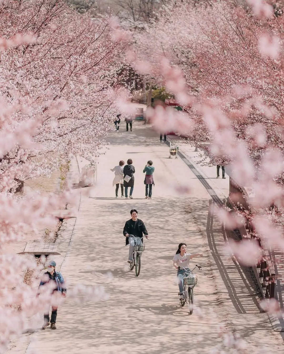 Ngắm hoa đào ở Seoul Forest: Lạc vào thiên đường hoa anh đào và tulip rực rỡ giữa lòng thủ đô 🌸🌷✨