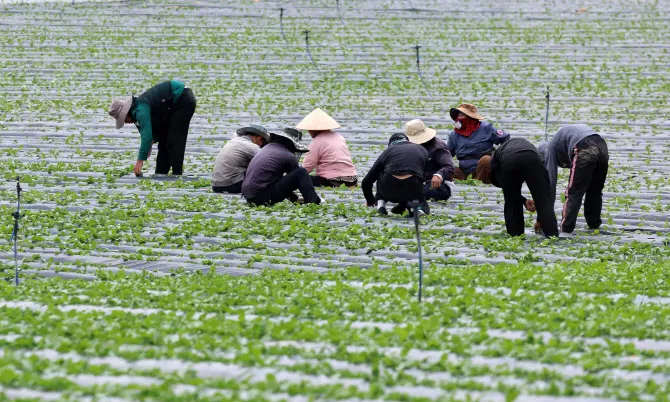 Hàn Quốc thúc đẩy kéo dài thời gian lưu trú lao động thời vụ từ 8 lên 10 tháng