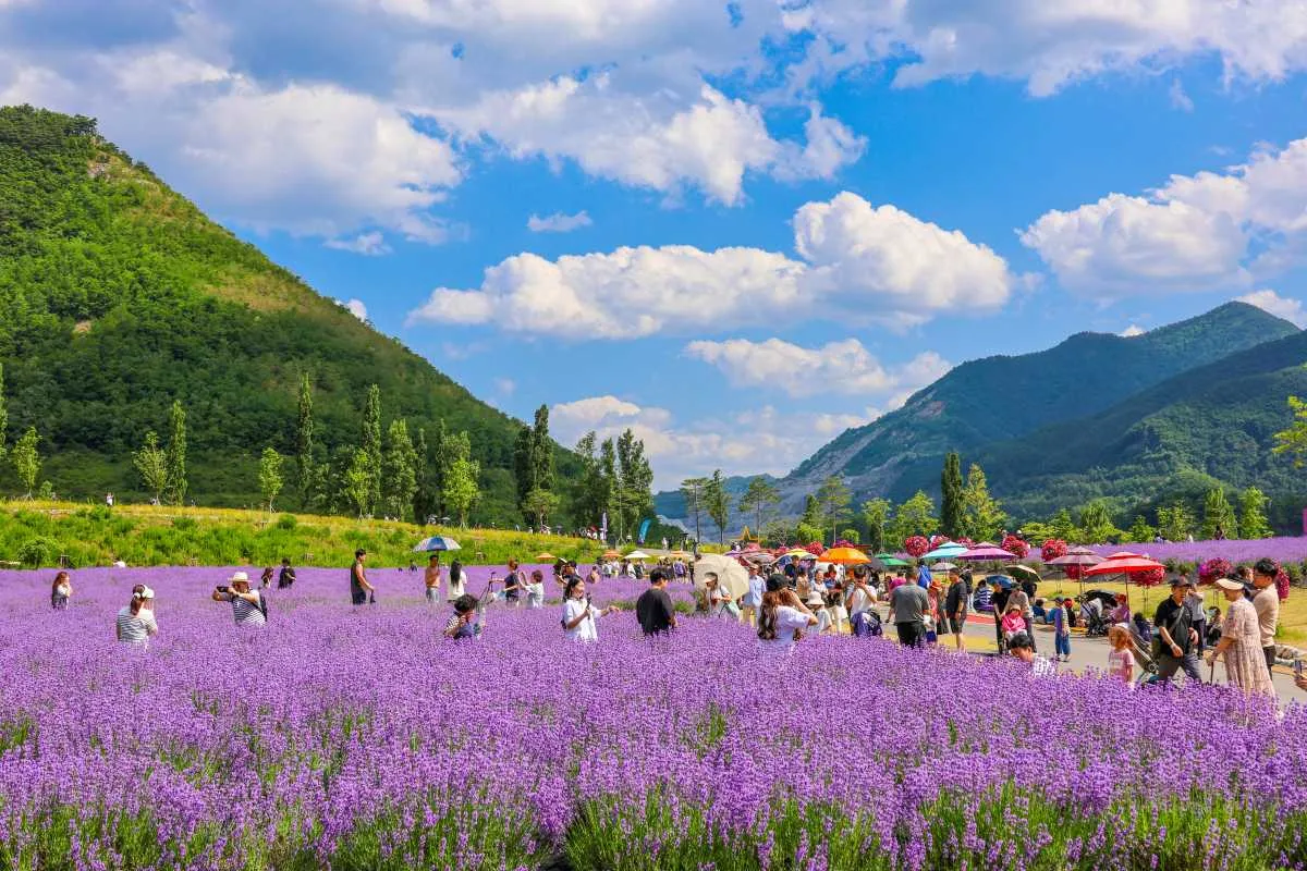 “Cánh đồng oải hương rộng 12.000m² phủ tím cả mùa hè”: Lễ hội lavender đẹp bậc nhất Hàn Quốc chỉ từ 6.000 won