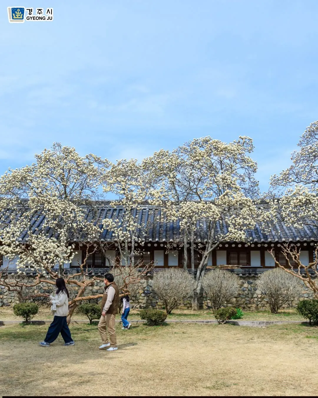 O-reung Gyeongju – Khi mùa xuân "chạm ngõ" bằng sắc mộc lan trắng muốt như mộng